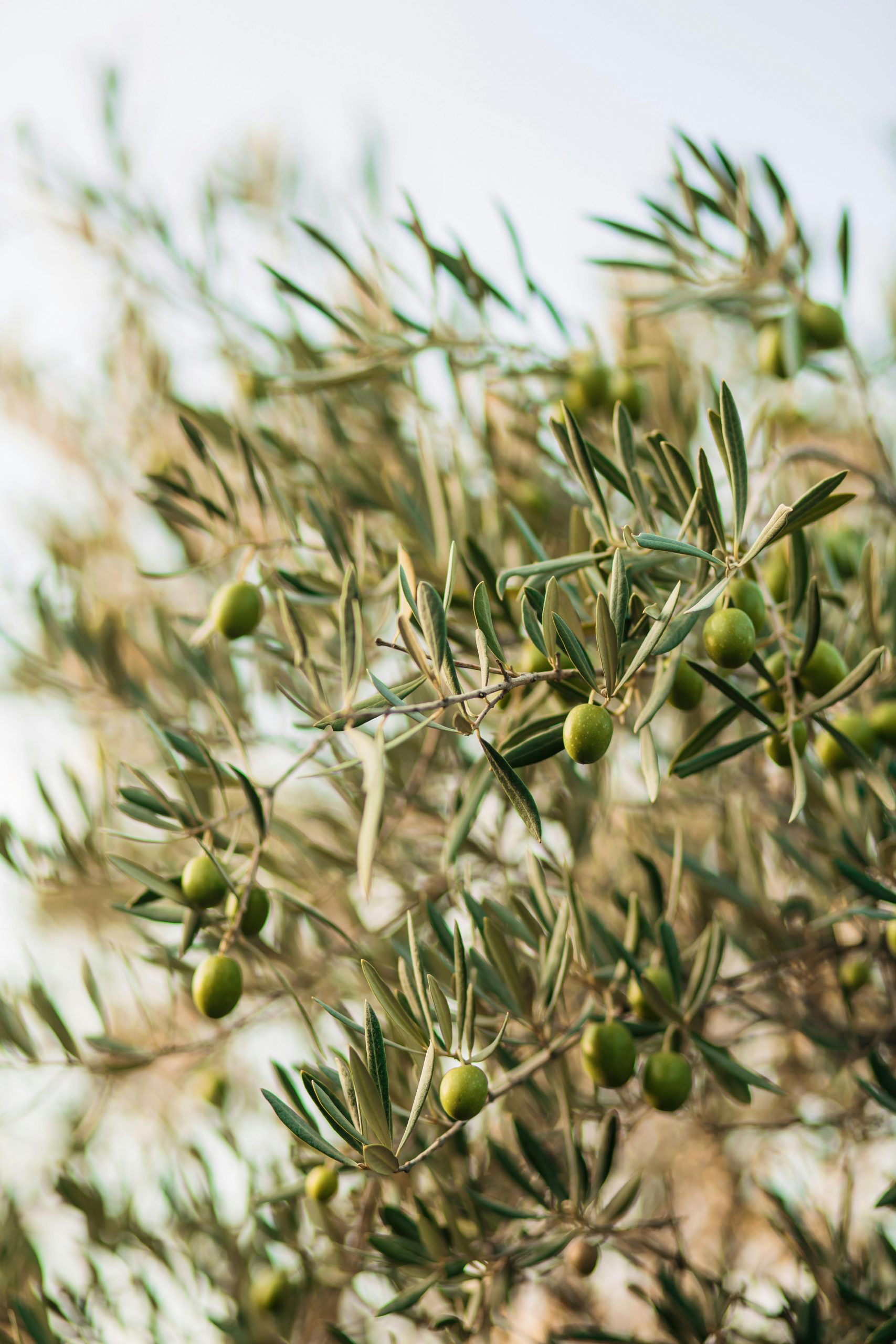 imput service arahal sevilla aceitunas