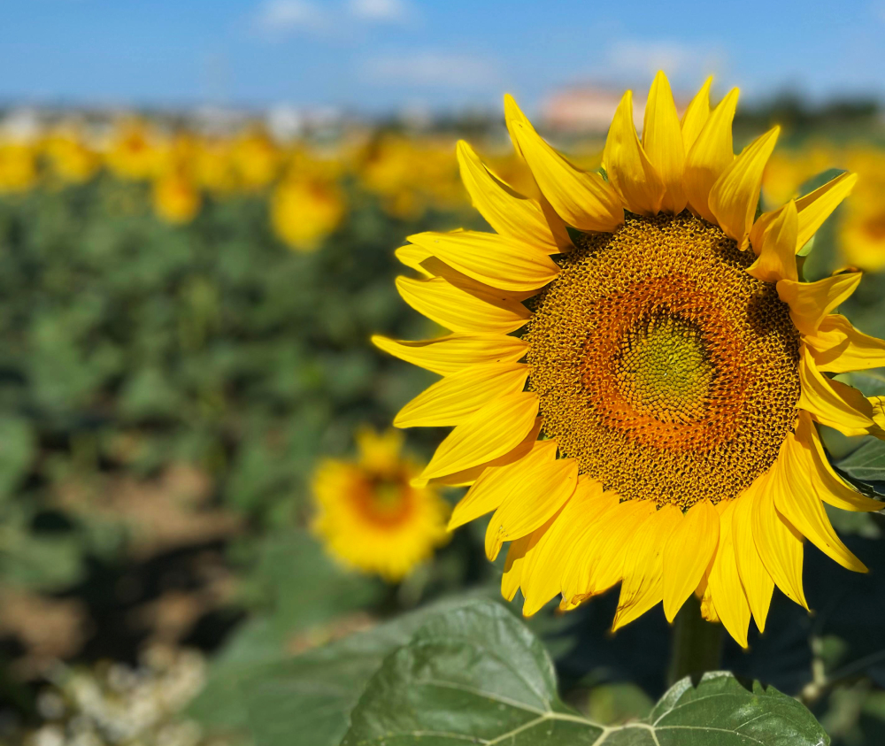 imput service arahal sevilla girasol semillas